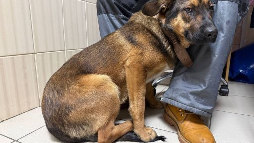 В Харькове спасли молодую собаку с переломом лапы после ДТП