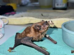 Зимували в обшивці балкона: у Харкові врятували 900 червонокнижних кажанів (ФОТОФАКТ)