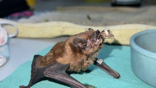 Зимували в обшивці балкону: у Харкові врятували 900 червонокнижних кажанів (ФОТОФАКТ)