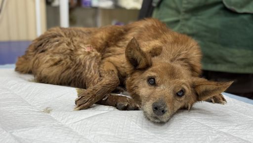 Врятований з палаючого будинку у Харкові песик тепер живе в Італії