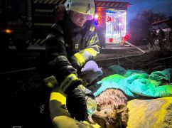 В Харькове бойцы ГСЧС спасли из горящего дома двух собак
