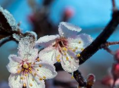 Синоптики предупредили о ночных заморозках в Харьковской области