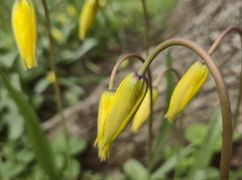 У Харкові розквітли тюльпани з Червоної книги України (ФОТОФАКТ)