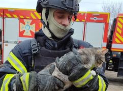 На Харківщині у зруйнованому КАБ будинку врятували кота