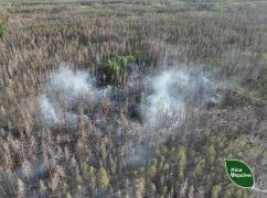 На Харківщині за тиждень через спеку та обстріли вигоріло майже 29 га лісу