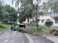 У Харкові негода повалила кілька десятків дерев