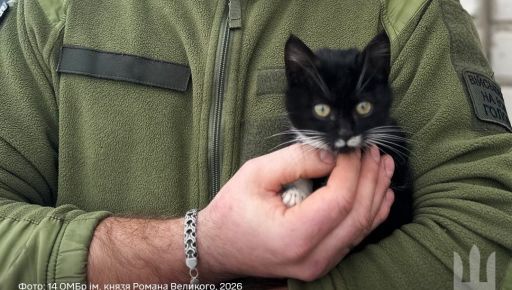 Військові розповіли зворушливу історію порятунку кошеняти з Куп'янського напрямку