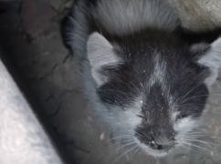 Четыре дня в ловушке: в Харькове спасли котенка из электрощитка больницы