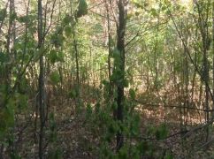 На Харківщині прокуратура через суд забрала у приватників 1,8 га державного лісу