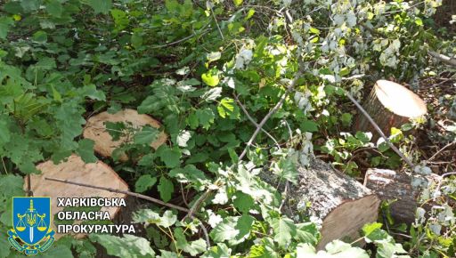 На Харківщині чорний лісоруб знищив клени на 300 тис. грн