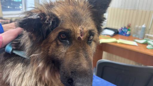 Военные спасли раненую собаку из-под обстрелов в Харьковской области