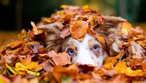 Синоптики рассказали, какой погоды ждать в Харькове и области 31 октября