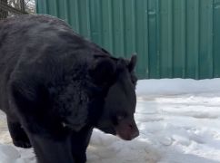 В харьковском Экопарке медведи вышли из спячки (ВИДЕОФАКТ)