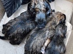 Скавуліли з пакетів: На Харківщині врятували чотирьох новонароджених цуценят