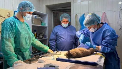 У Харкові врятували кішку, яка потрапила в капкан: тварині ампутували лапу