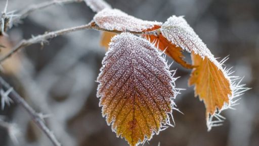 Вітер не вщухне, мороз збільшиться: Прогноз погоди на Харківщині на 4 грудня