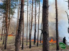 Россияне жгут леса на Харьковщине (ФОТОФАКТ)