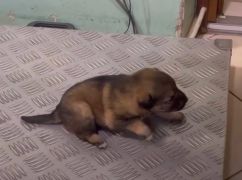 У Харківській області врятували шістьох цуценят з фронту: яка вага малюків