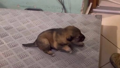 В Харьковской области спасли шестерых щенков с фронта: какой вес у малышей