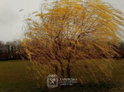 Синегубов предупредил об ухудшении погоды на Харьковщине: что известно