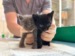 Обпалені вуса і опіки: у Харкові врятували двох кошенят із палаючого сміття