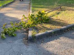 В Харькове вандалы повредили почти полсотни деревьев: За дело взялась полиция
