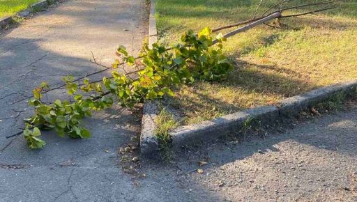 В Харькове вандалы повредили почти полсотни деревьев: За дело взялась полиция