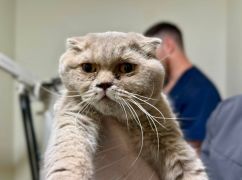 Трое суток под завалами: в Харькове спасли кошку после удара по многоэтажке на Салтовке