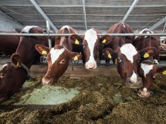 На фермах "Агромолу” на Харківщині з 5 тисяч корів залишилось не більше 2 тисяч - волонтери