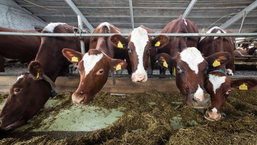 На фермах "Агромола" на Харьковщине из 5 тысяч коров осталось не более 2 тысяч - волонтеры