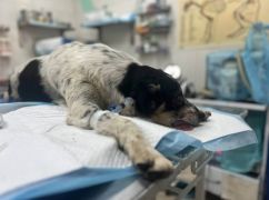 У Харкові невідомий жорстоко побив собаку: тварині видалили око