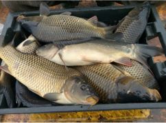 На одному з ринків Харківщини виявили понад 200 кг риби невідомого походження