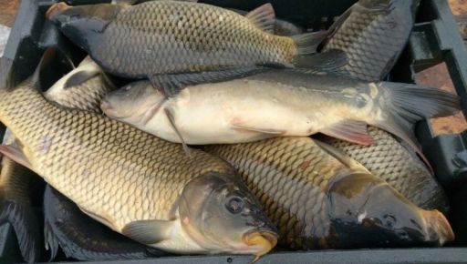 На одном из рынков Харьковской области обнаружили более 200 кг рыбы неизвестного происхождения
