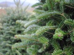 Лесники подвели итоги "елочной" кампании: сколько деревьев продали на Харьковщине