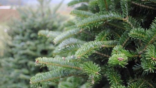 Лісники підбили підсумки "ялинкової" кампанії: скільки дерев продали на Харківщині