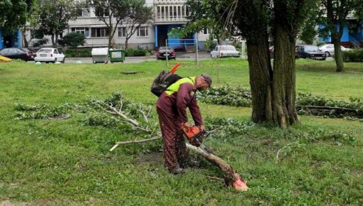 В Харькове ураган повалил более полусотни деревьев