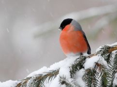Що чекає на Харків 5 лютого: прогноз погоди