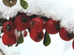 Що чекає на Харків 8 січня: прогноз погоди