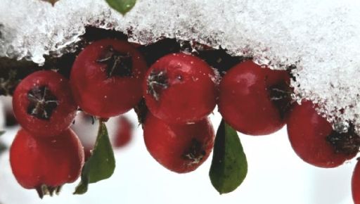 Что ждет Харьков 8 января: прогноз погоды