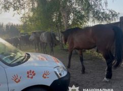 Харьковские правоохранители привезли брошенным коням 600 кг сена