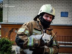 У Харкові під час пожежі в багатоповерхівці врятували двох котів
