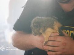 Патрульные показали первые минуты после удара РФ по Харьковскому зоопарку