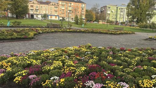 Неизвестные обчистили харьковскую клумбу: ночью украли 32 куста хризантем