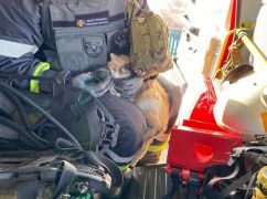 В Волчанске спасатели вынесли из горящего дома кошку