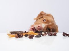 Ласощі для собак: як вибирати здорові та смачні варіанти