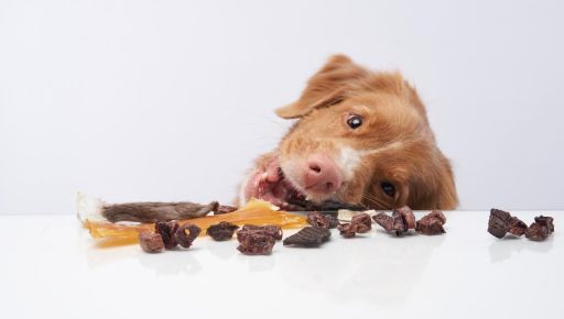 Лакомства для собак: как выбирать здоровые и вкусные варианты