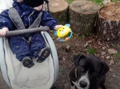 Раненый пес пришел на позиции: стаффорд из Донбасса нашел семью в Харькове