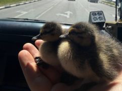 В Харькове двоих утят вытащили из сливной канализации