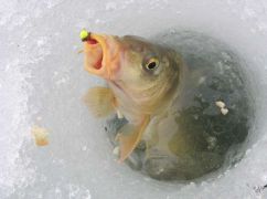 На Харківщині попередили про ризик масової загибелі риби у водоймах