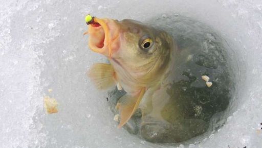 На Харківщині попередили про ризик масової загибелі риби у водоймах